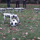 De acuerdo con el MIT, sus nuevos robots Mini Cheetah son “prácticamente indestructibles”.